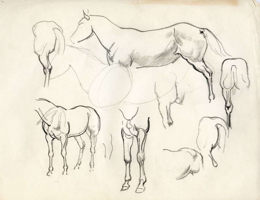 Pencil sketches of horses