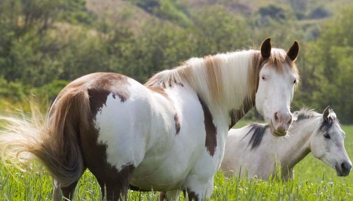 Mustangs: America’s Horses Return to Freedom