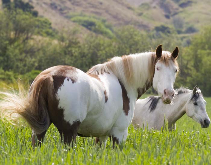 Mustangs: America’s Horses Return to Freedom
